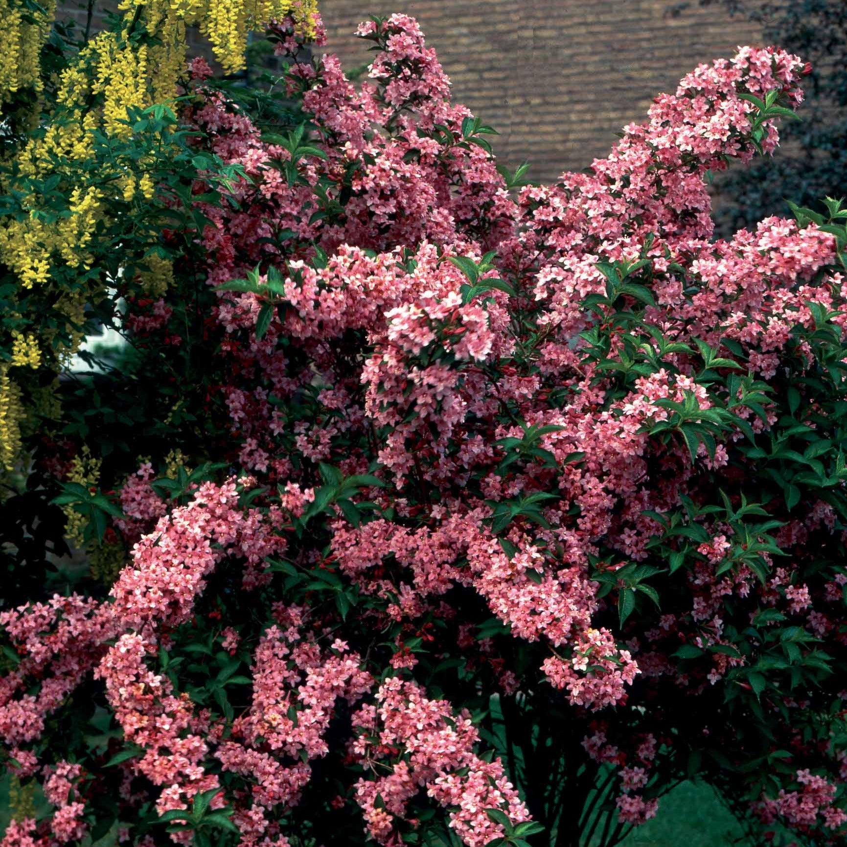 Weigelia Pink Princess - Willemse