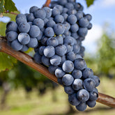Vigne Merlot - Willemse