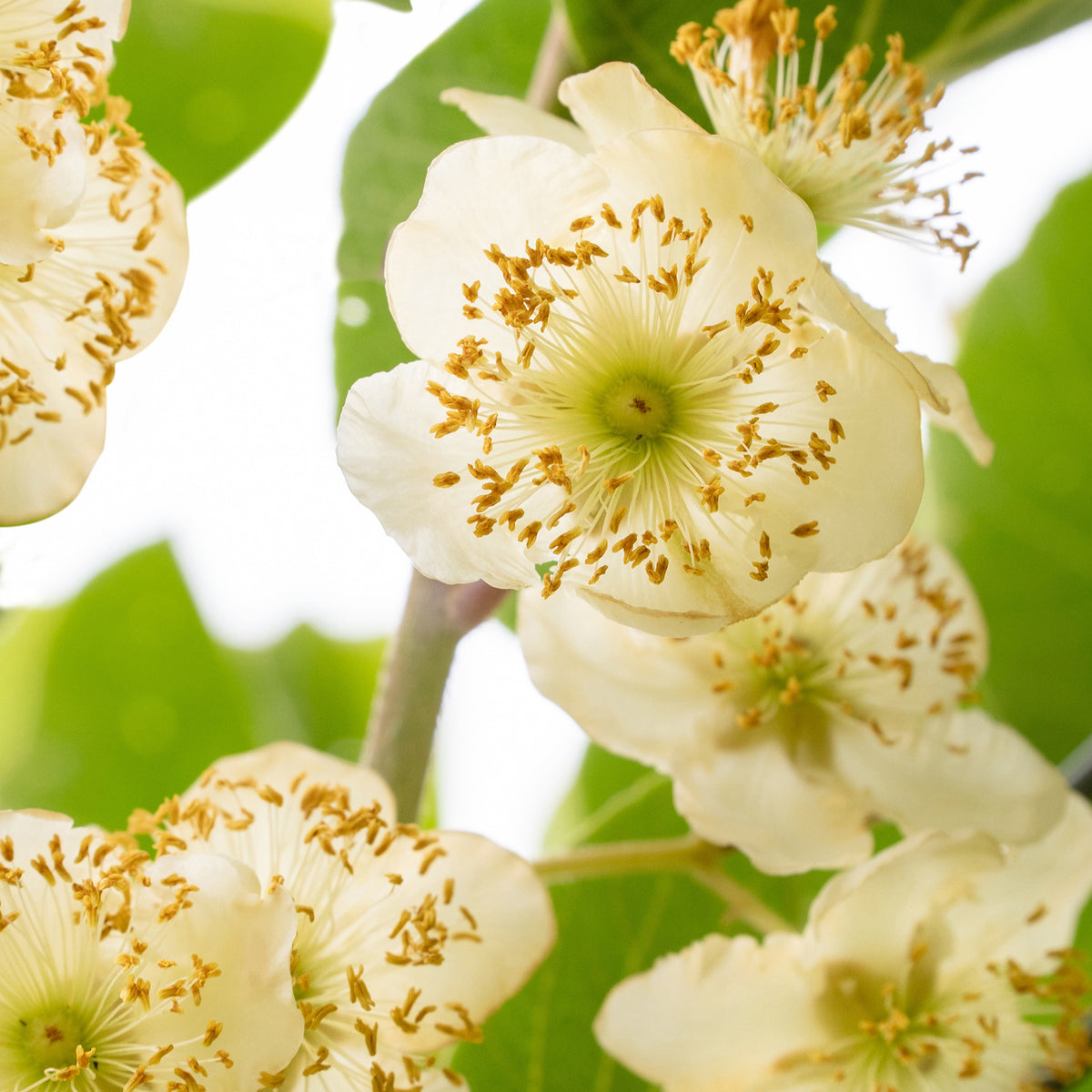 Kiwi Mâle - Willemse