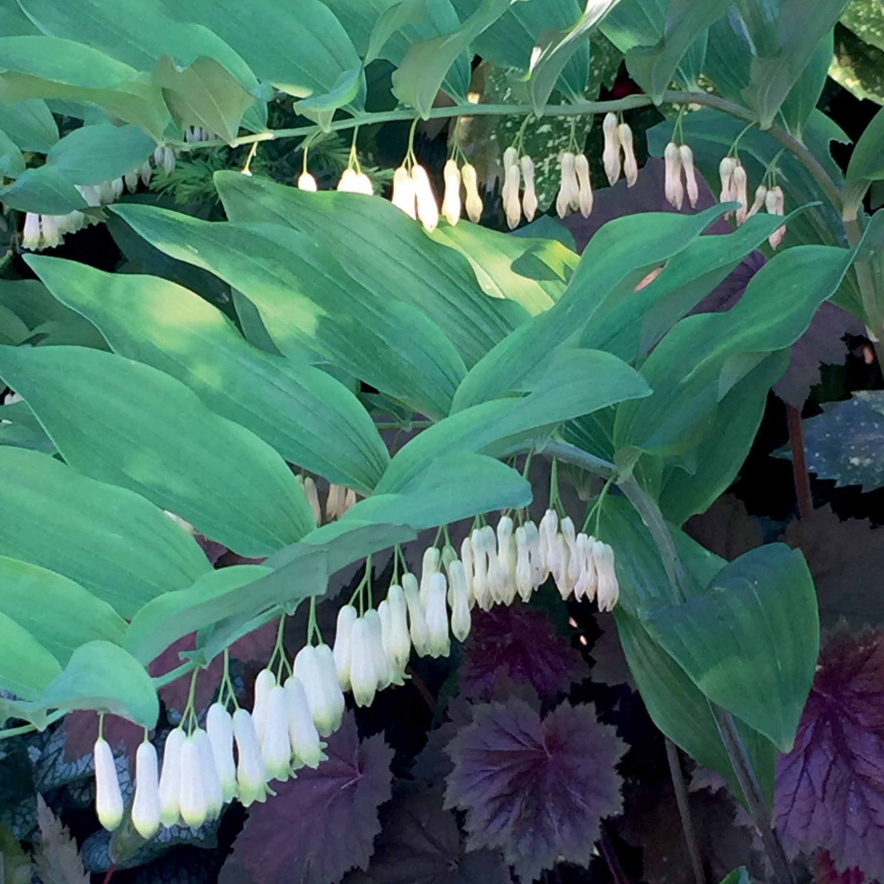 Vente Sceau de Salomon - Polygonatum multiflorum