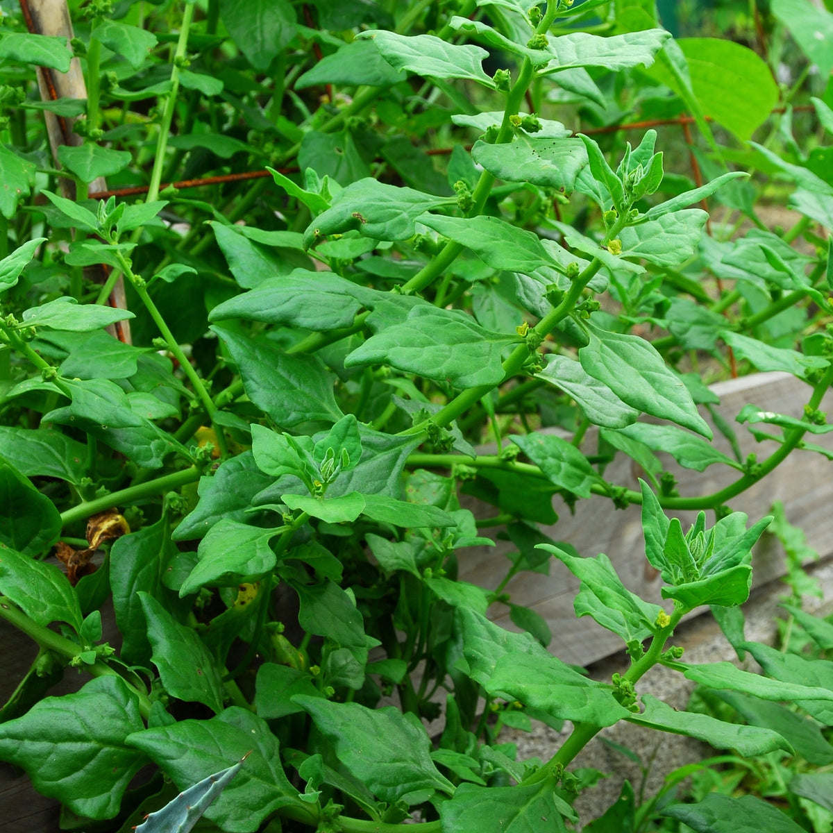 Tétragone cornue - Tetragonia tetragonioides - Willemse