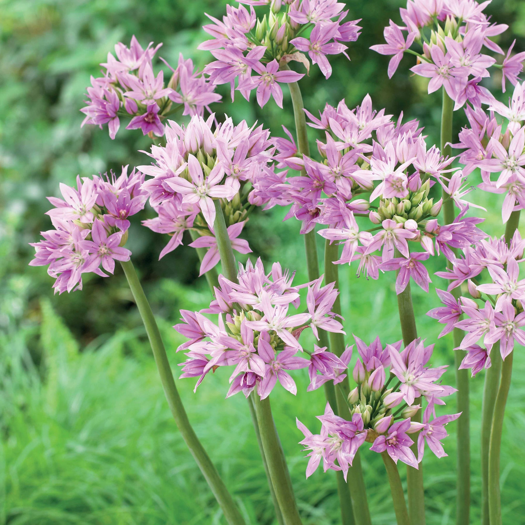 20 Alliums Eros - Willemse