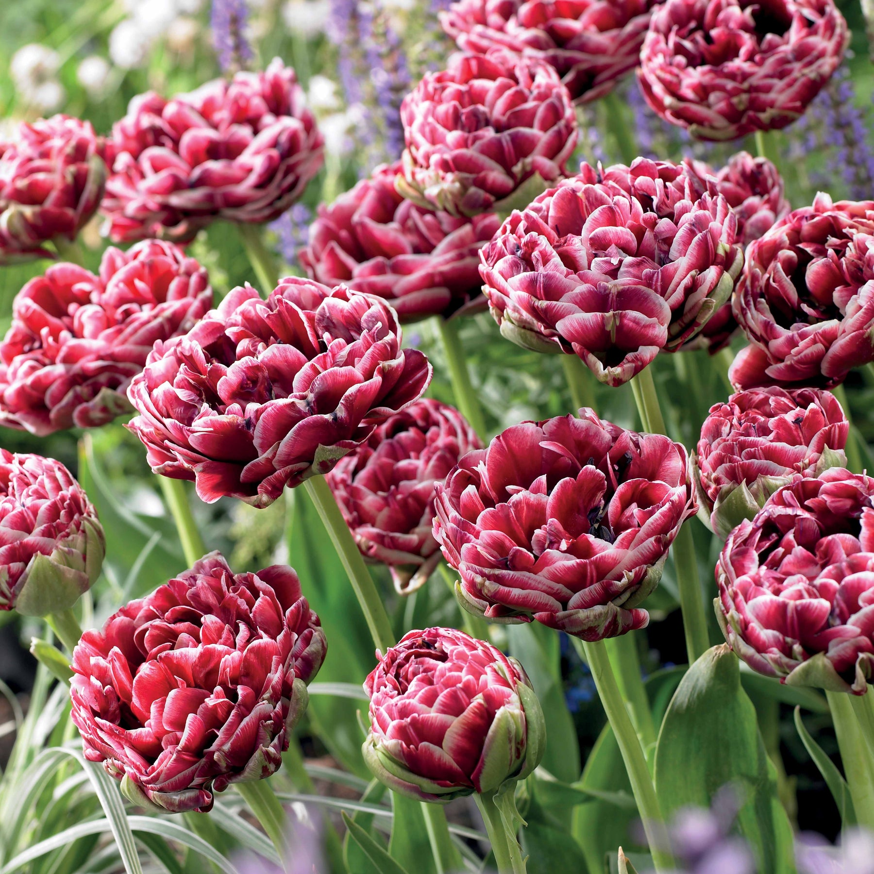 7 Tulipes à fleurs de pivoine Dream Touch - Willemse