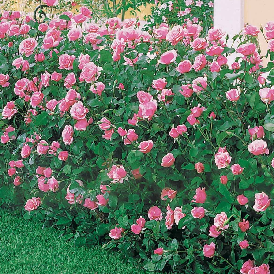 Vente Rosier Queen Elisabeth - Rosa Queen Elisabeth