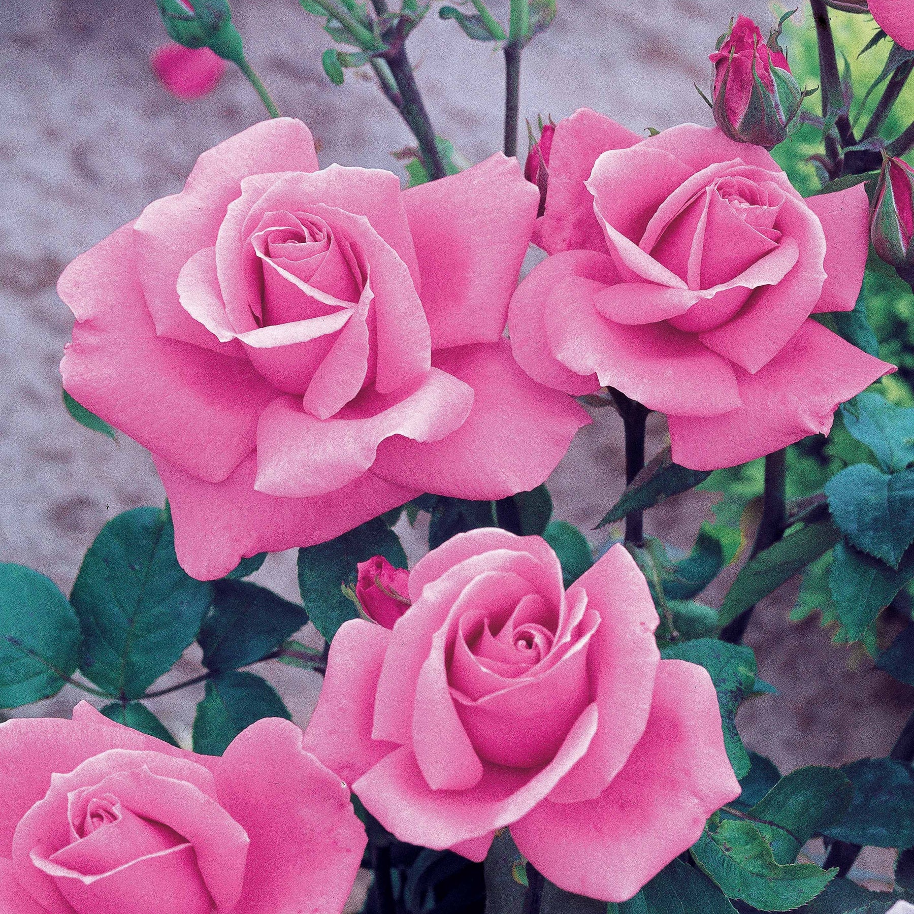 Rosiers arbustifs - Rosier Queen Elisabeth - Rosa Queen Elisabeth