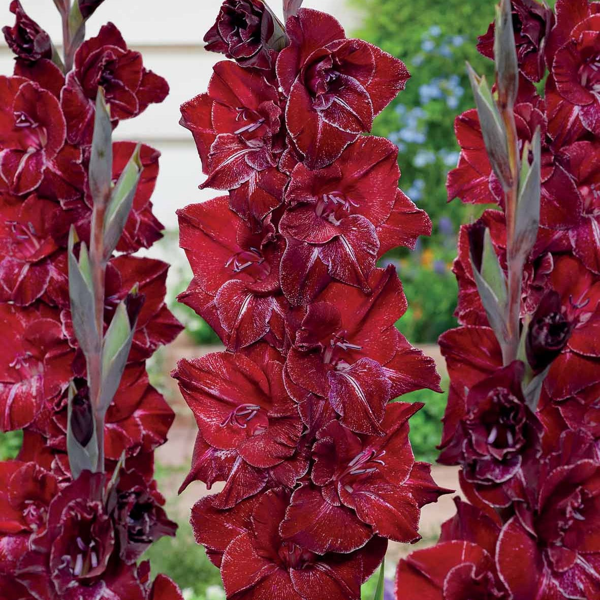 25 Glaïeuls Merlot Ice    - Gladiolus merlot ice - Plantes