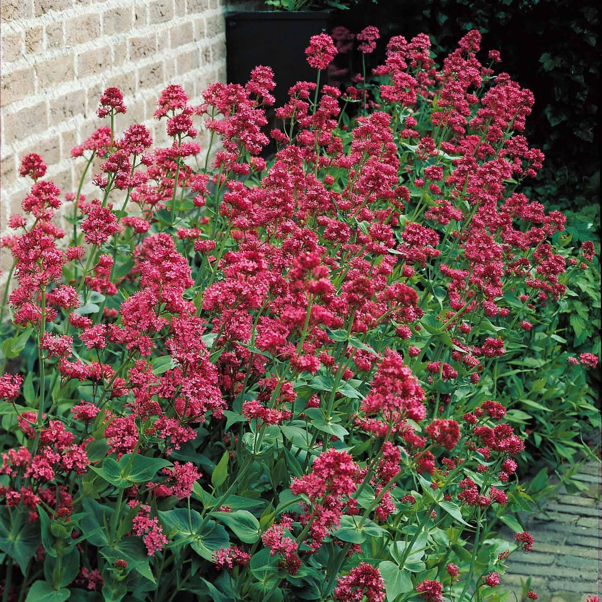 Valériane rouge - Centranthus ruber coccineus - Willemse
