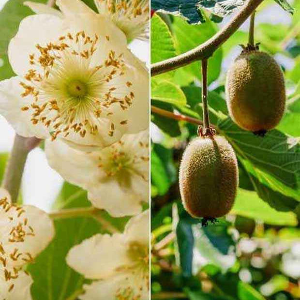 Couples de Kiwis Hayward et mâles - Le couple de kiwis (hayward + mâle) - Plantes