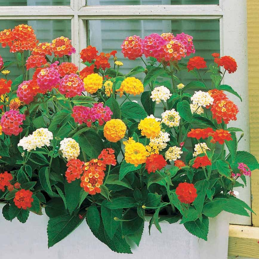 3 Lantanas en mélange - Lantana camara - Plantes