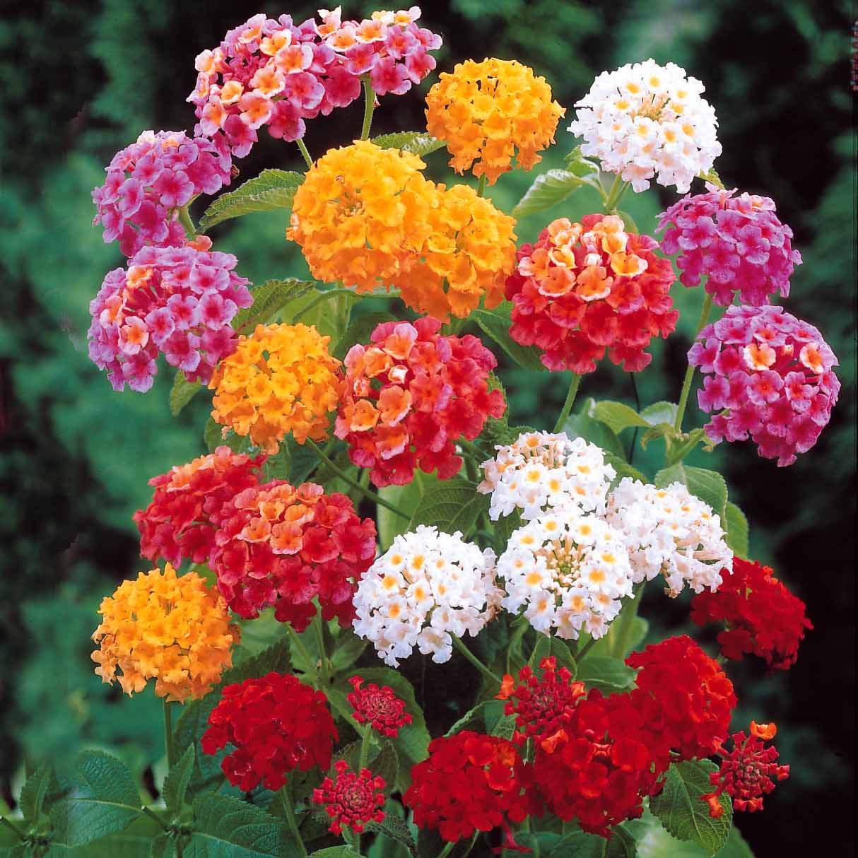 Lantana camara - 3 Lantanas en mélange - Arbustes