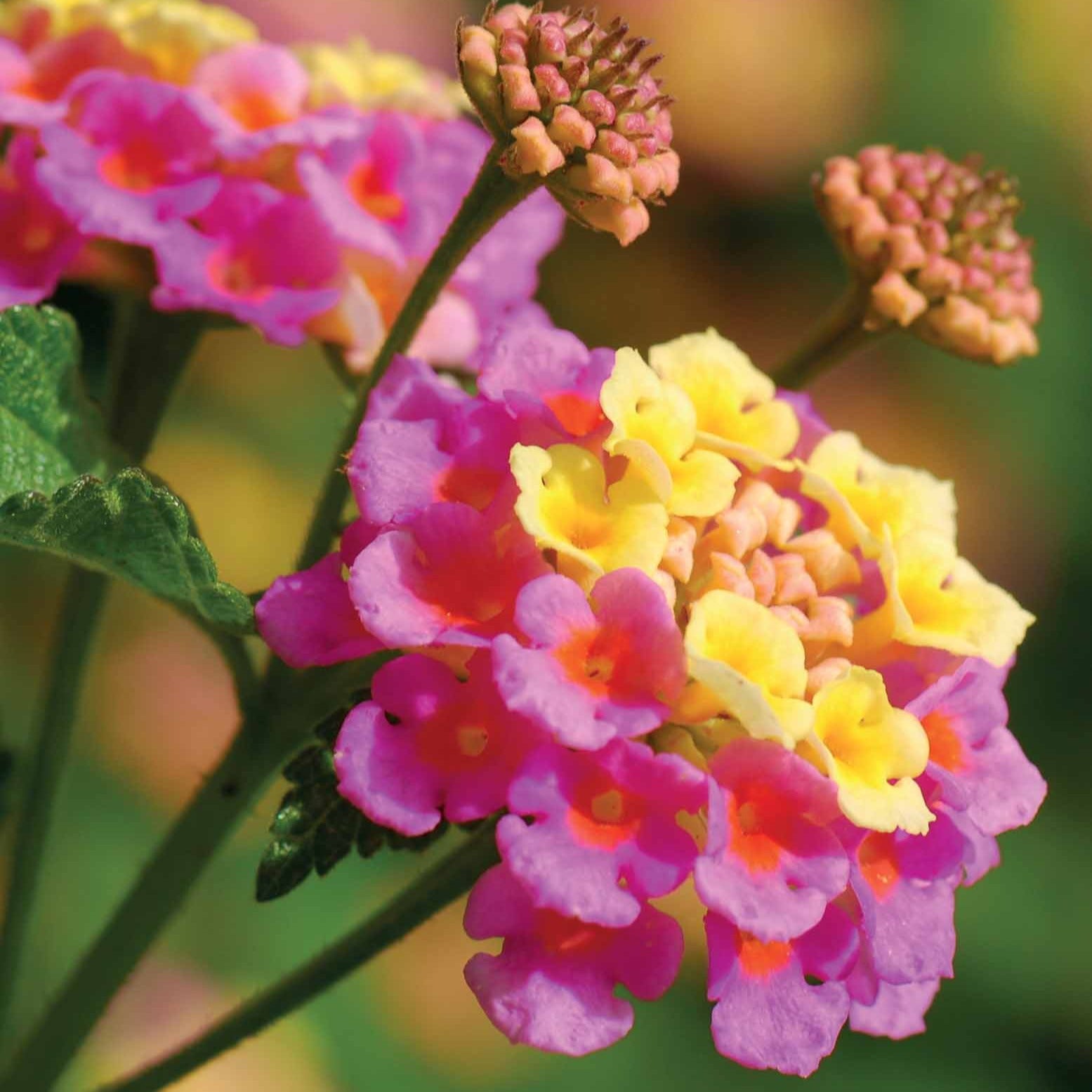 Arbustes - 3 Lantanas en mélange - Lantana camara
