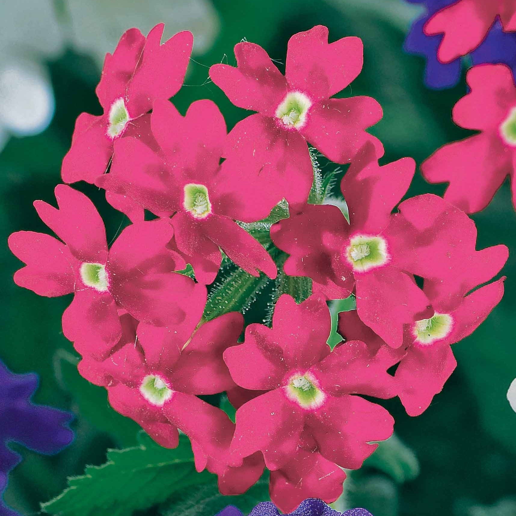 Vente 3 plantes couleurs pastel en mélange - Verbena, pelargonium zonale, lobelia erinus