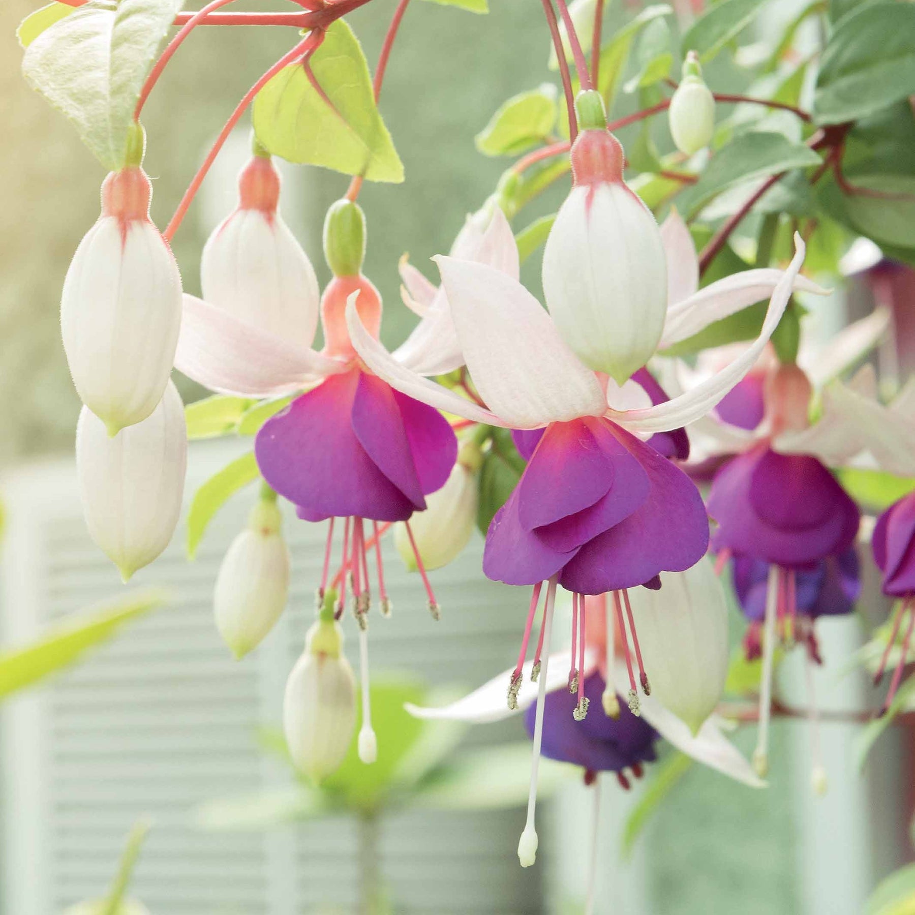 6 Fuchsias résistants au gel en mélange - Fuchsia Blue Sarah , Annabel - Willemse