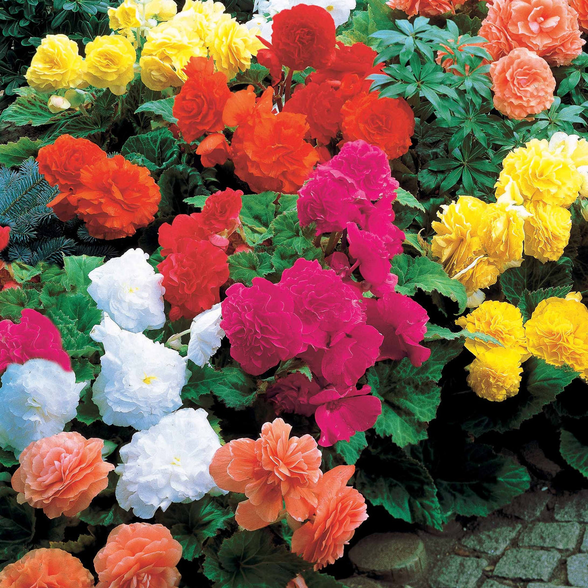 Bégonias doubles en mélange - Willemse