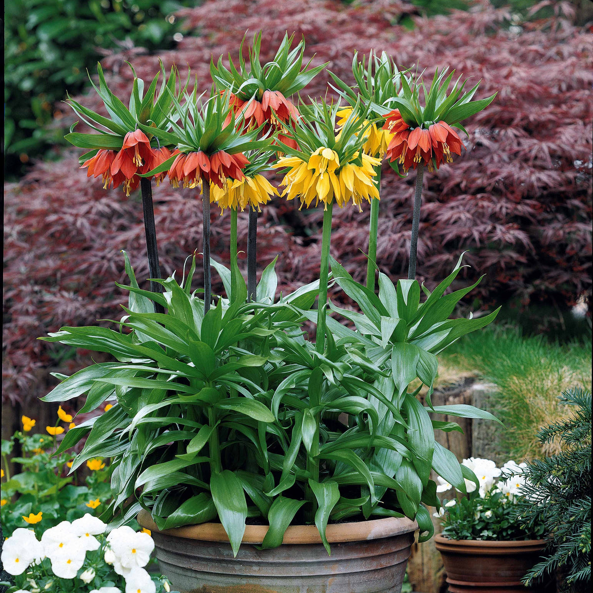 Collection de 3 Couronnes impériales : jaune, rouge, orange - Fritillaria imperialis - Willemse