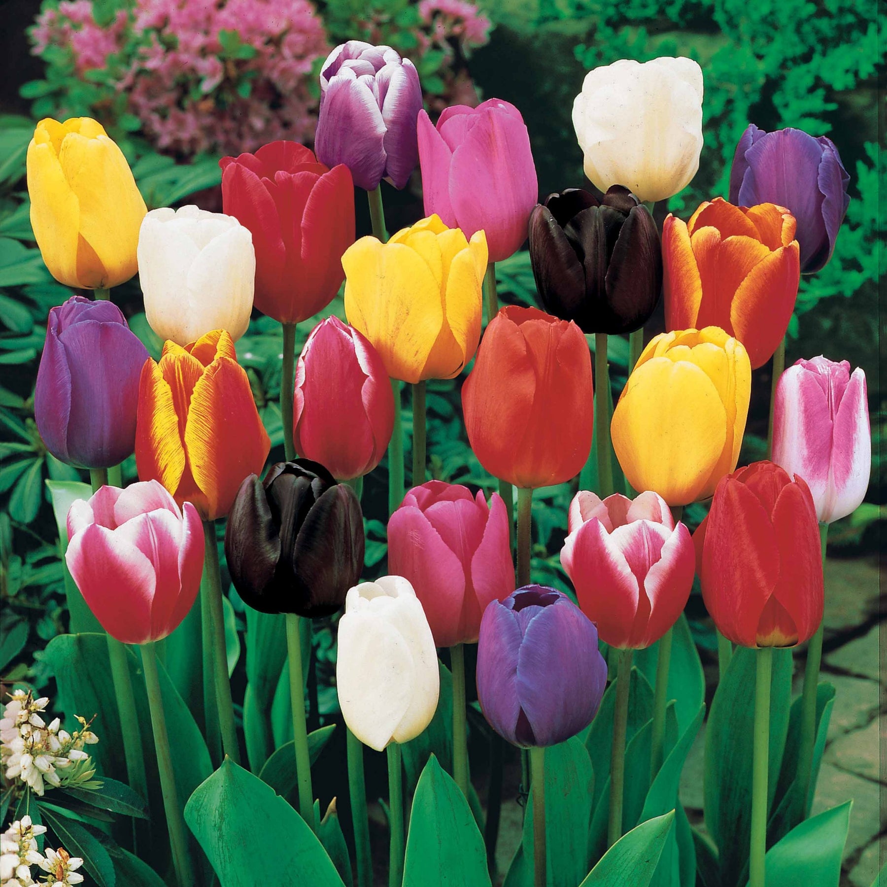 Tulipes à longues tiges en mélange - Willemse