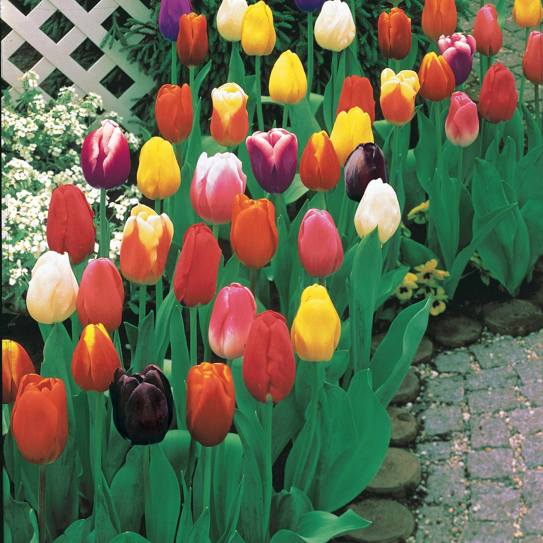 Tulipes à longues tiges en mélange - Tulipa - Willemse