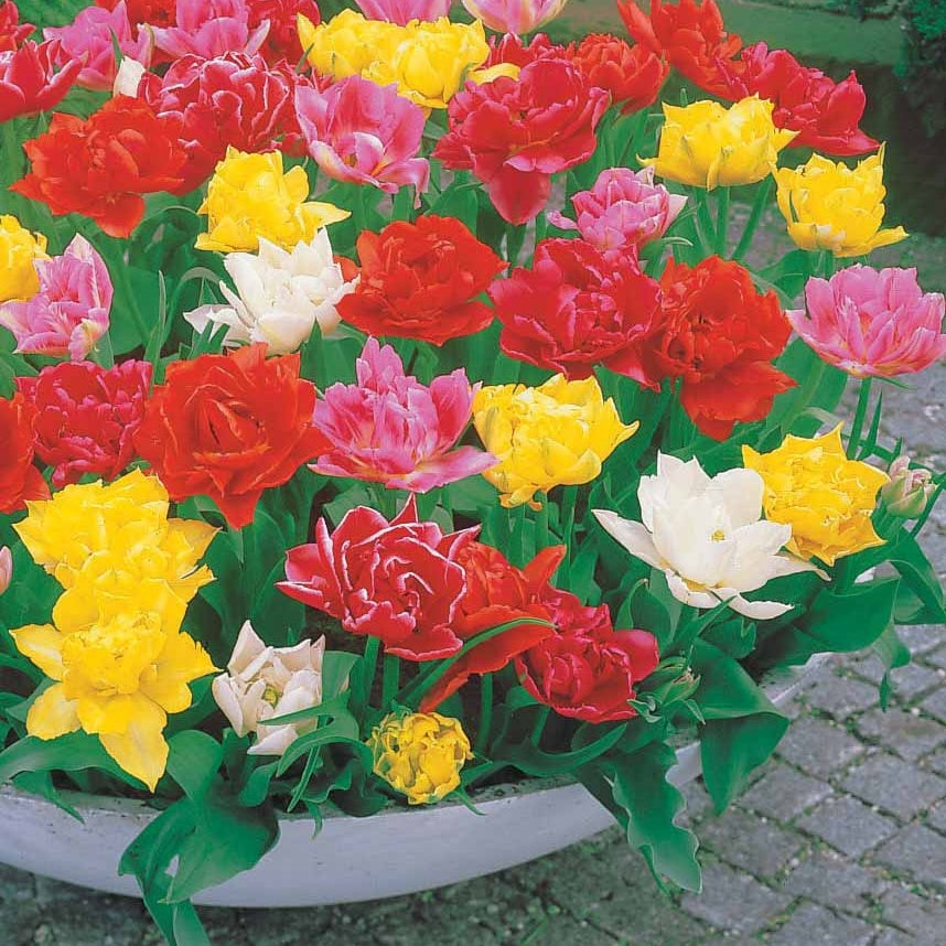 60 Tulipes doubles Murillo en mélange - Tulipa  murillo - Willemse