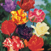 15 Tulipes perroquet en mélange - Willemse