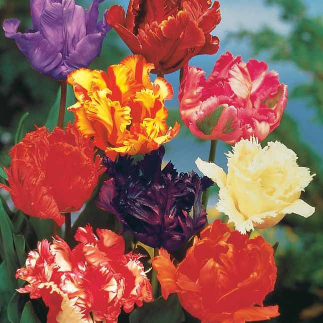 15 Tulipes perroquet en mélange - Willemse
