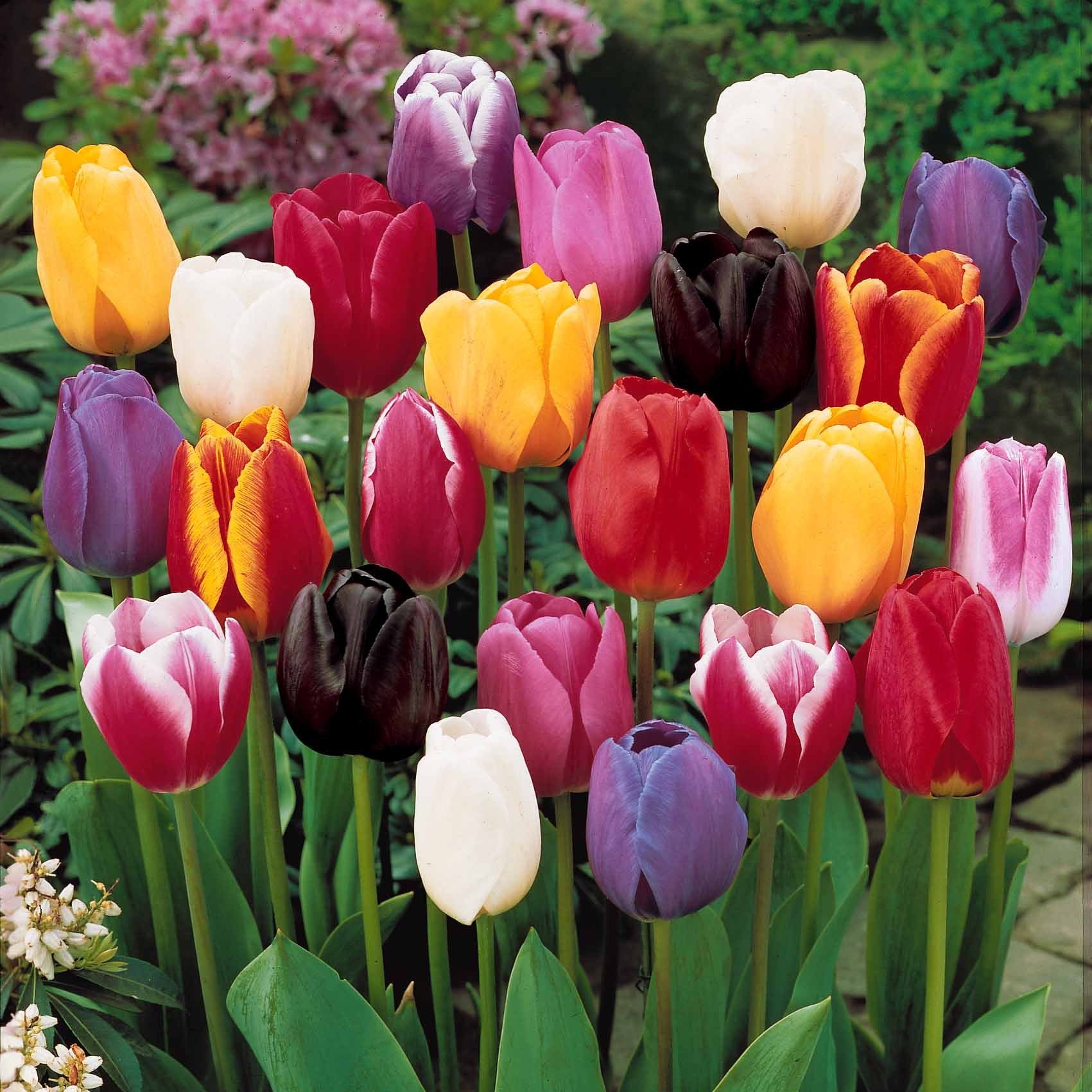 Tulipa - Collection 3 mois de 60 tulipes - Tulipe