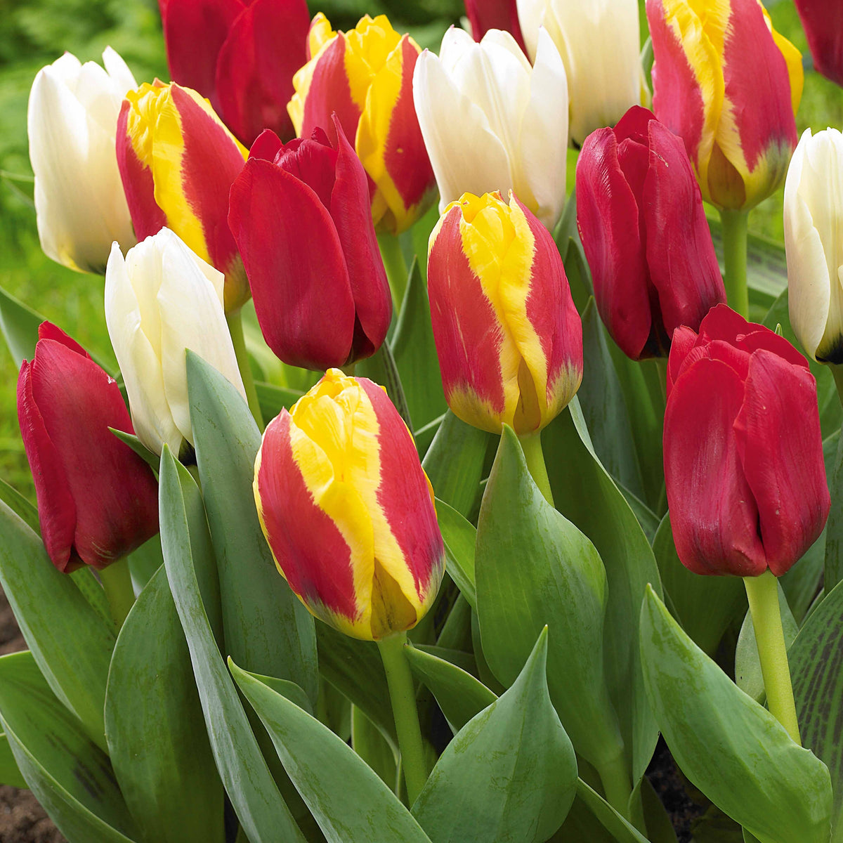 20 Tulipes botaniques en mélange - Tulipa kaufmanniana - Willemse