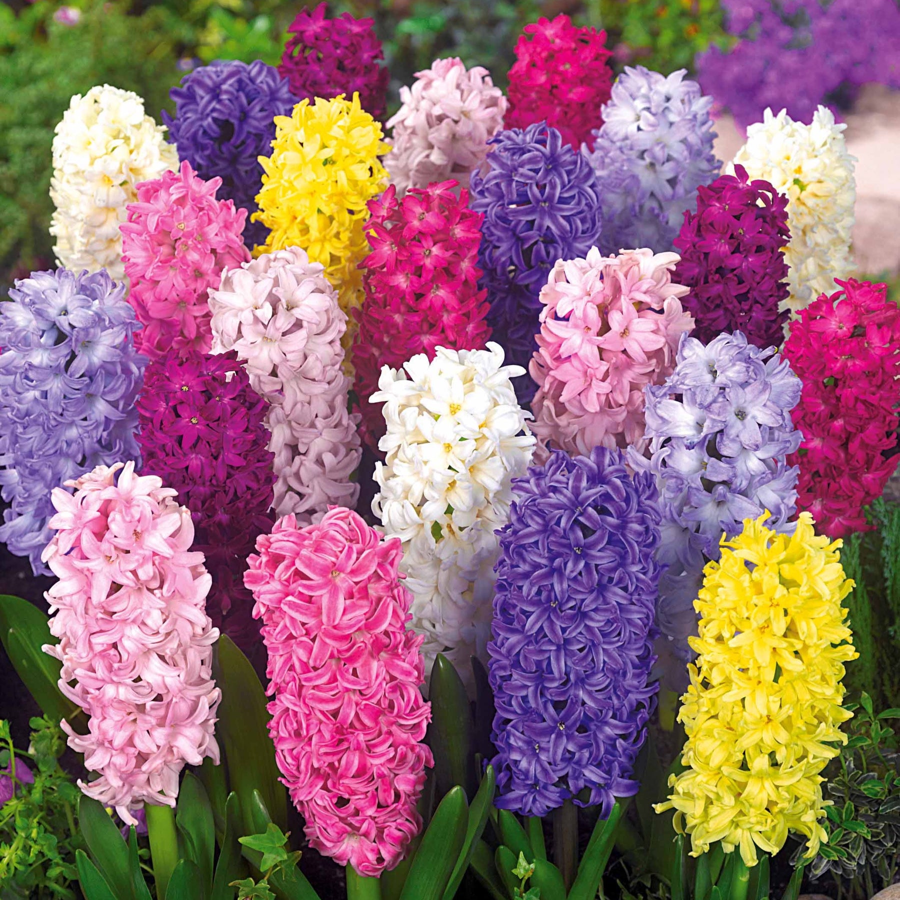 Jacinthe - Jacinthes en mélange - Hyacinthus orientalis