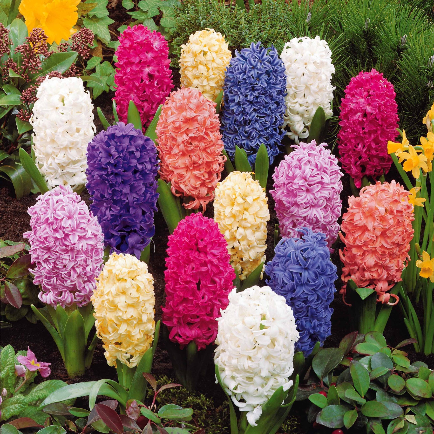 Hyacinthus orientalis - Jacinthes en mélange - Jacinthe