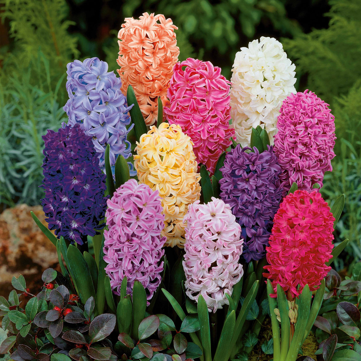 Jacinthes en mélange - Hyacinthus - Plantes