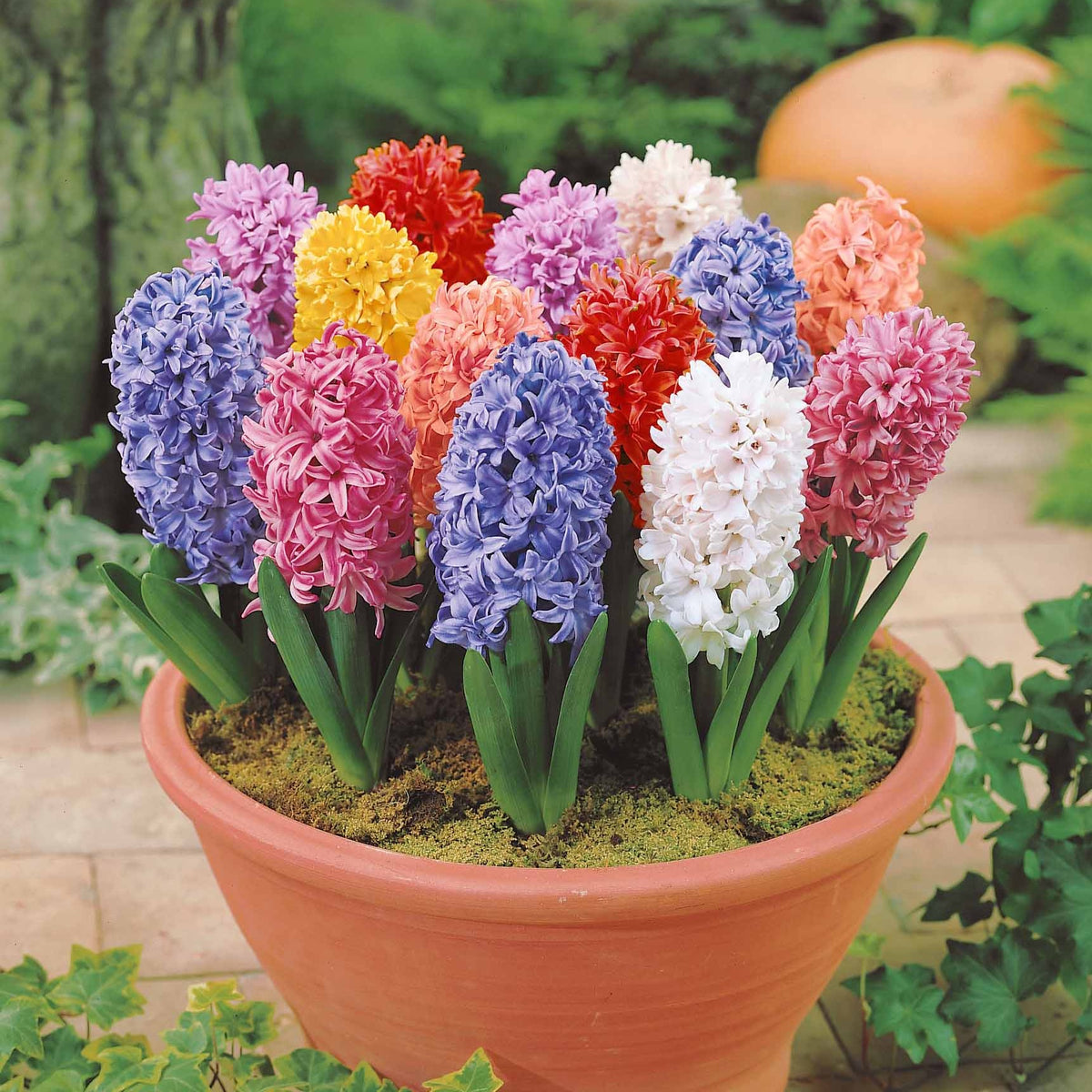 Jacinthes en mélange - Hyacinthus - Bulbes à fleurs