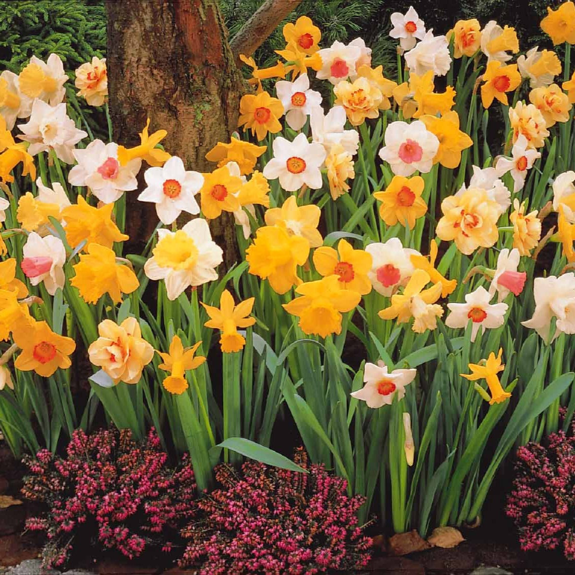 Narcissus - Narcisses en mélange - Narcisse