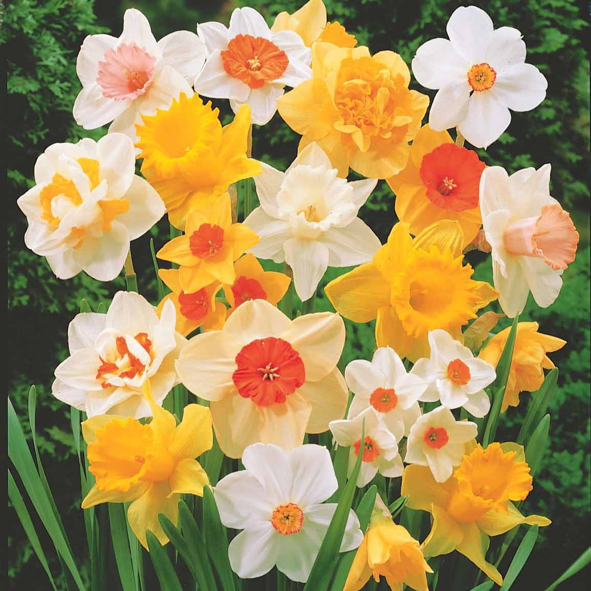 Narcisses en mélange - Narcissus - Willemse
