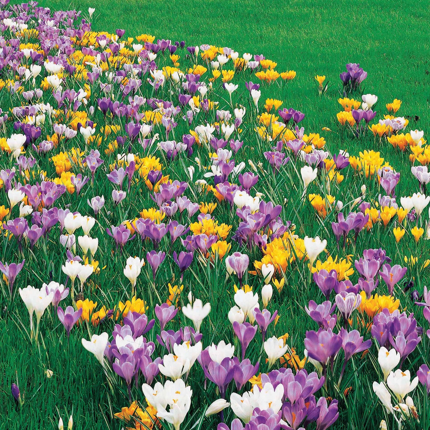 Crocus vernus - Crocus Mammouth en mélange - Crocus