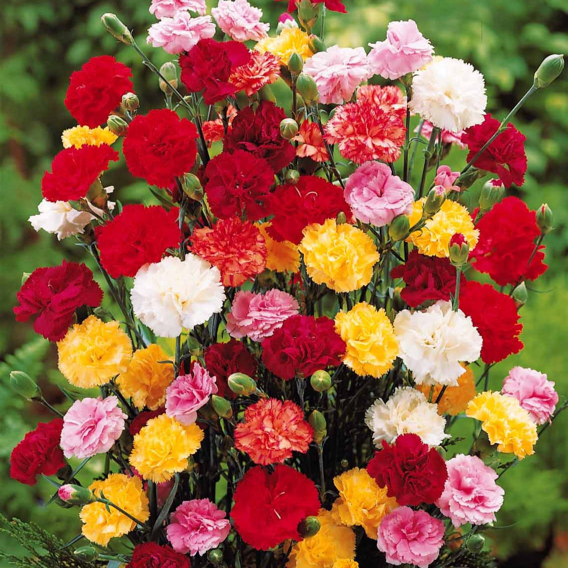 6 Oeillets Triomphe en mélange - Dianthus caryophyllus triomphe - Willemse