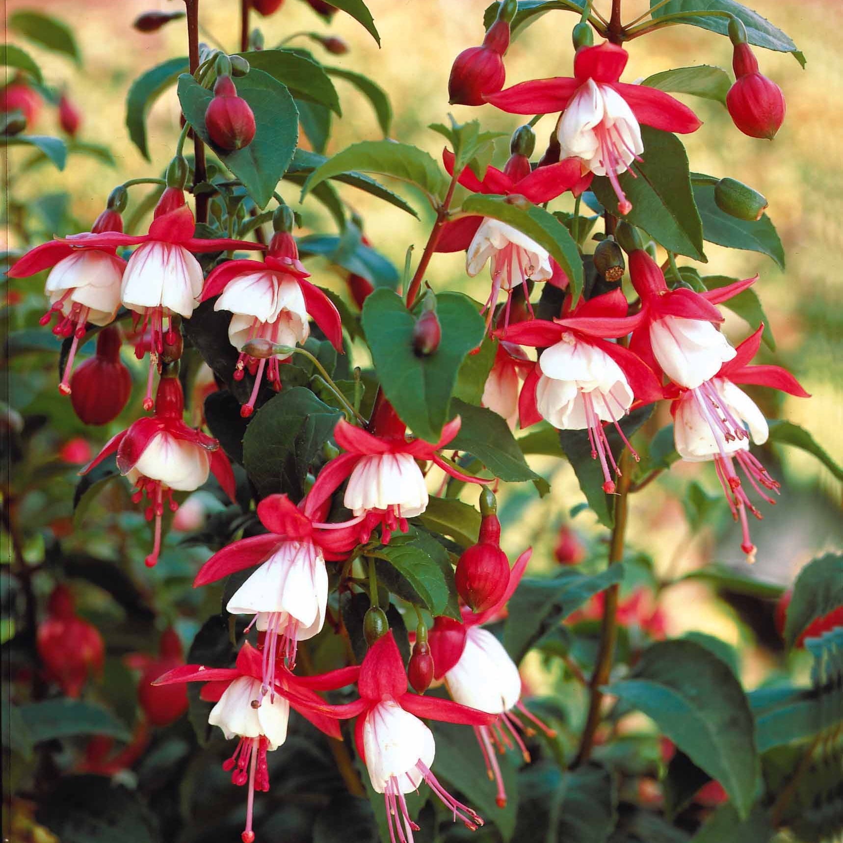 6 Fuchsias rustiques en mélange - Fuchsia Mme Cornelissen,  Brilliant - Willemse