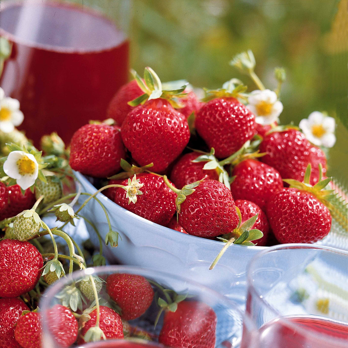 Collection 6 mois de 60 fraises : Savoureuse de Willemse, Mara des Bois, Gariguette - Fragaria la savoureuse de willemse cov ma48, mara - Plantes