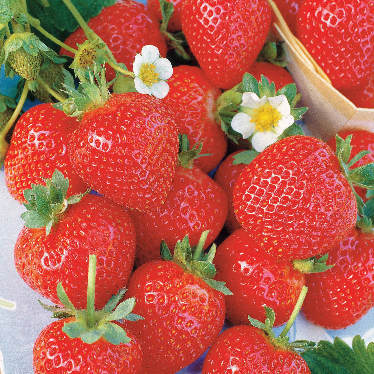 Collection 6 mois de 60 fraises : Savoureuse de Willemse, Mara des Bois, Gariguette - Fragaria la savoureuse de willemse cov ma48, mara - Collections de fruitiers