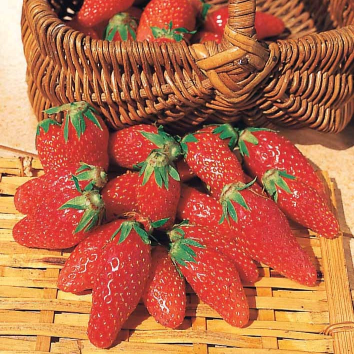Fragaria la savoureuse de willemse cov ma48, mara - Collection 6 mois de 60 fraises : Savoureuse de Willemse, Mara des Bois, Gariguette - Fraisiers