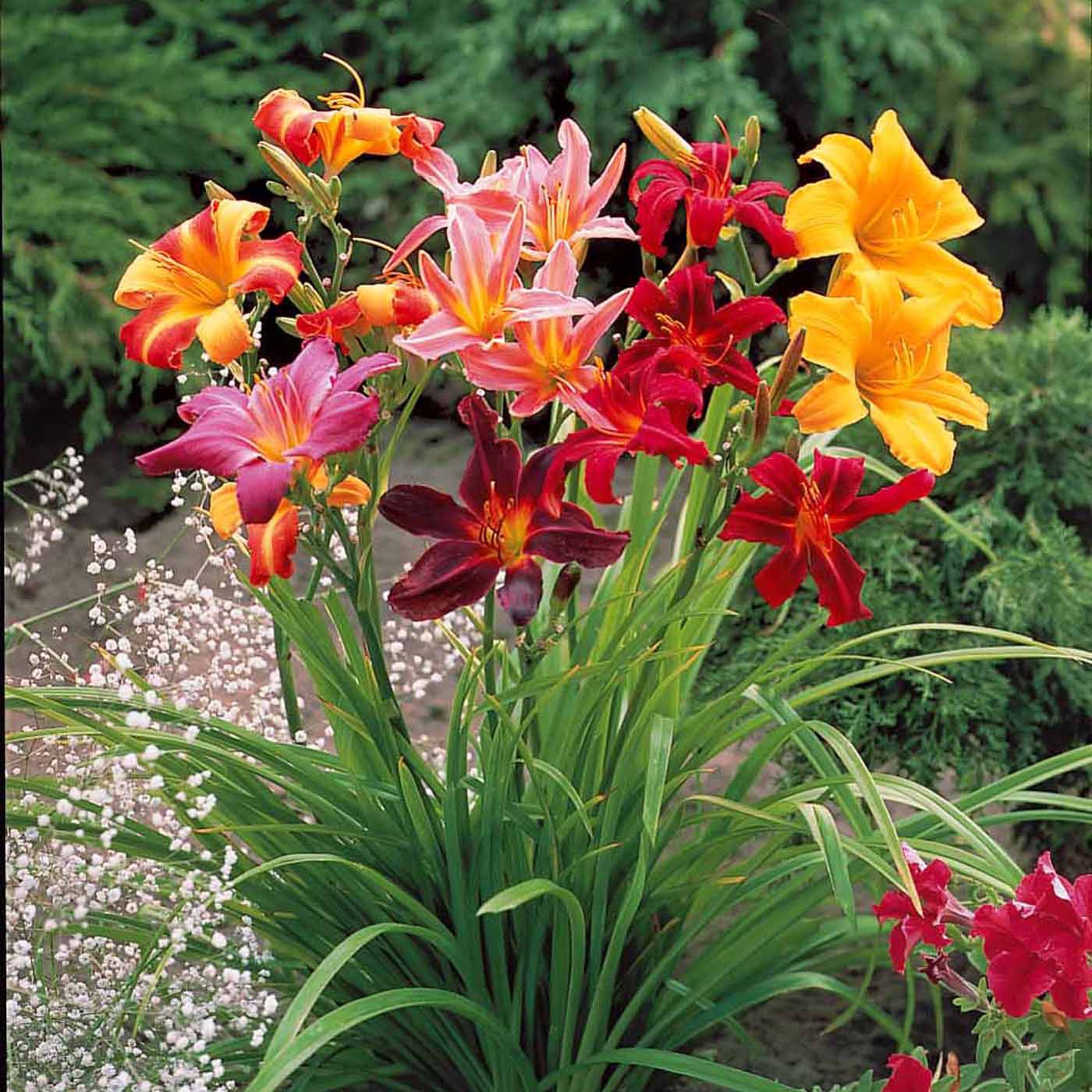 5 Lis bicolores en mélange main image 0