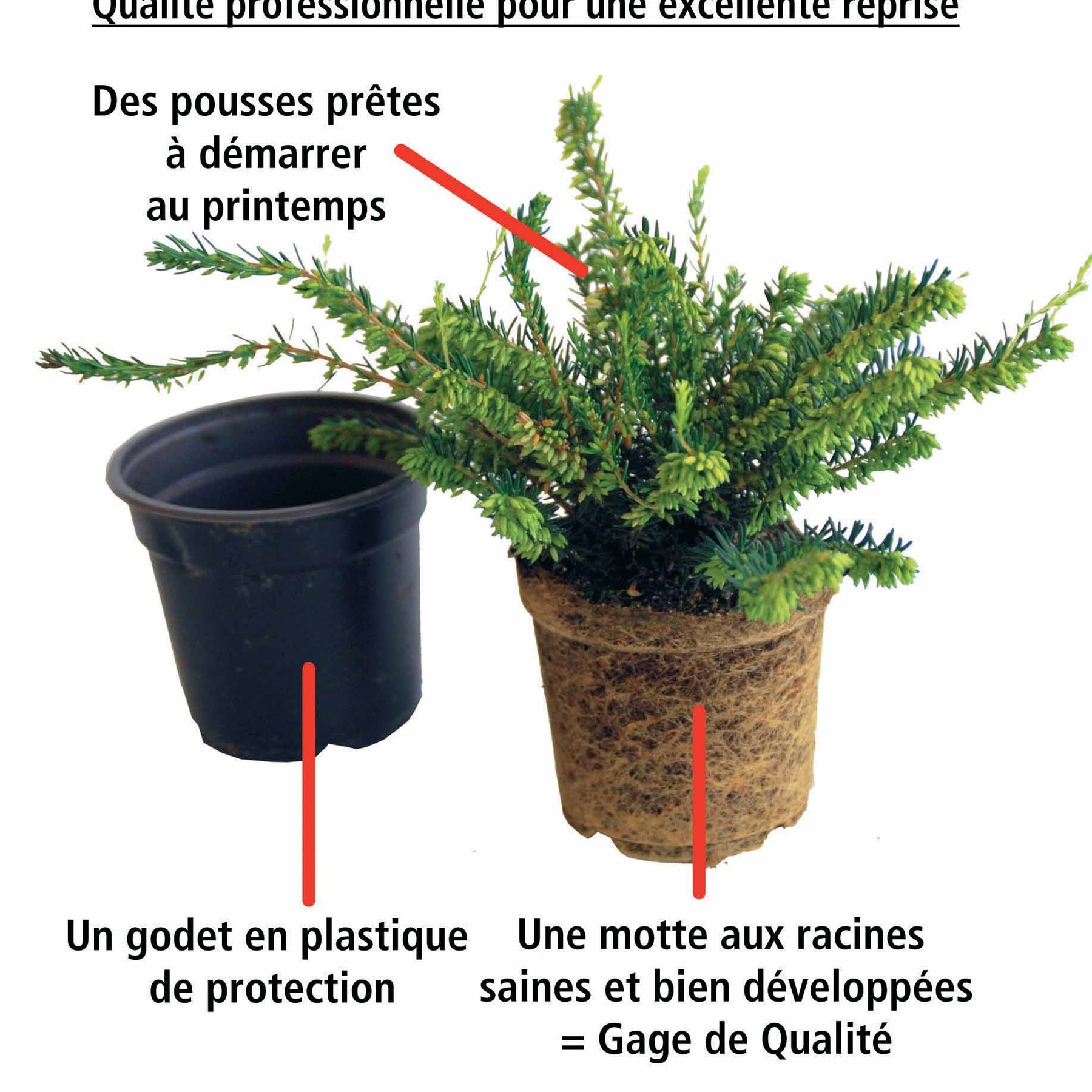 Vente 6 Bruyères d'hiver en mélange - Erica darleyensis