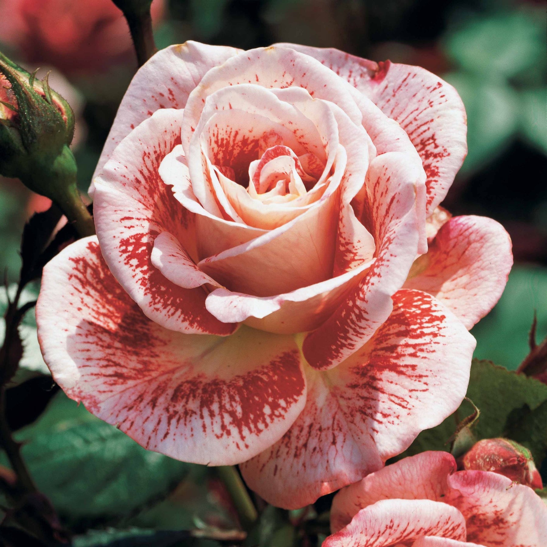 Rosa 'famosa', 'whisky', 'double delight' - Collection de 3 Rosiers buissons : Famosa, Whisky, Double Delight - Rosiers buisson