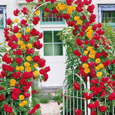 Collection de 2 Rosiers grimpants Vlammenspel et Paul's Lemon Pillar - Willemse