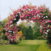 Collection de 2 Rosiers lianes Immensee blanc et Petite duchesse - Willemse
