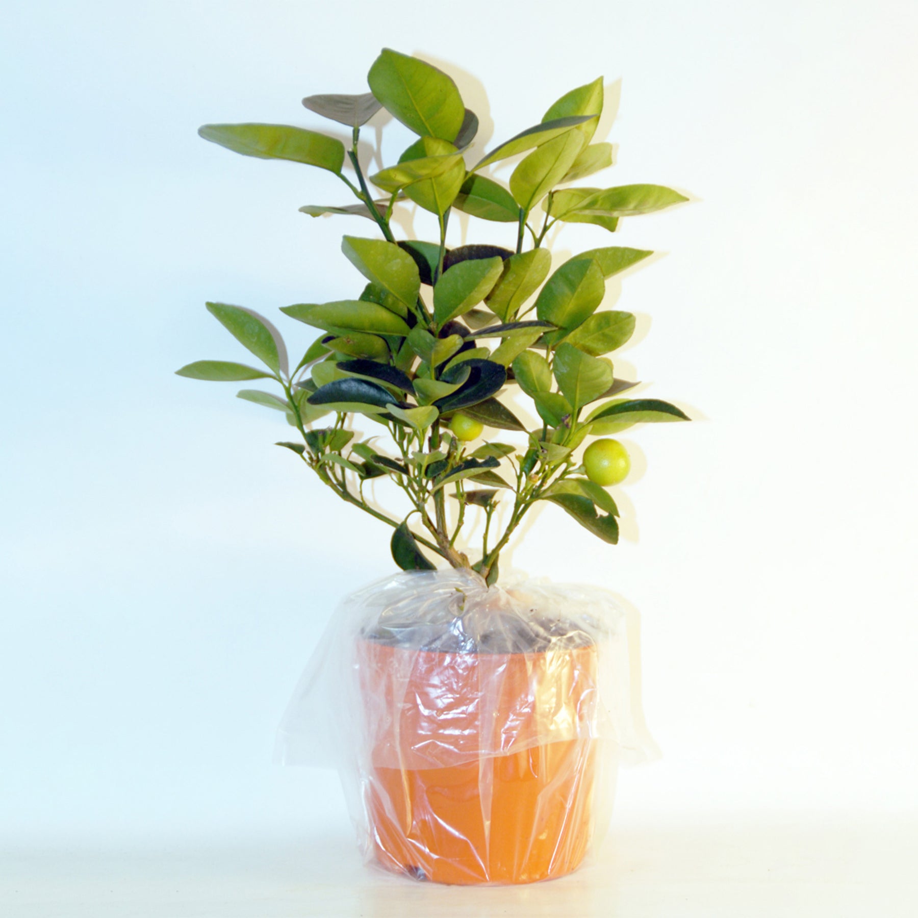 Vente Collection de 2 Kumquat et Citronnier - Citrus lemon vulcan + fortunella
