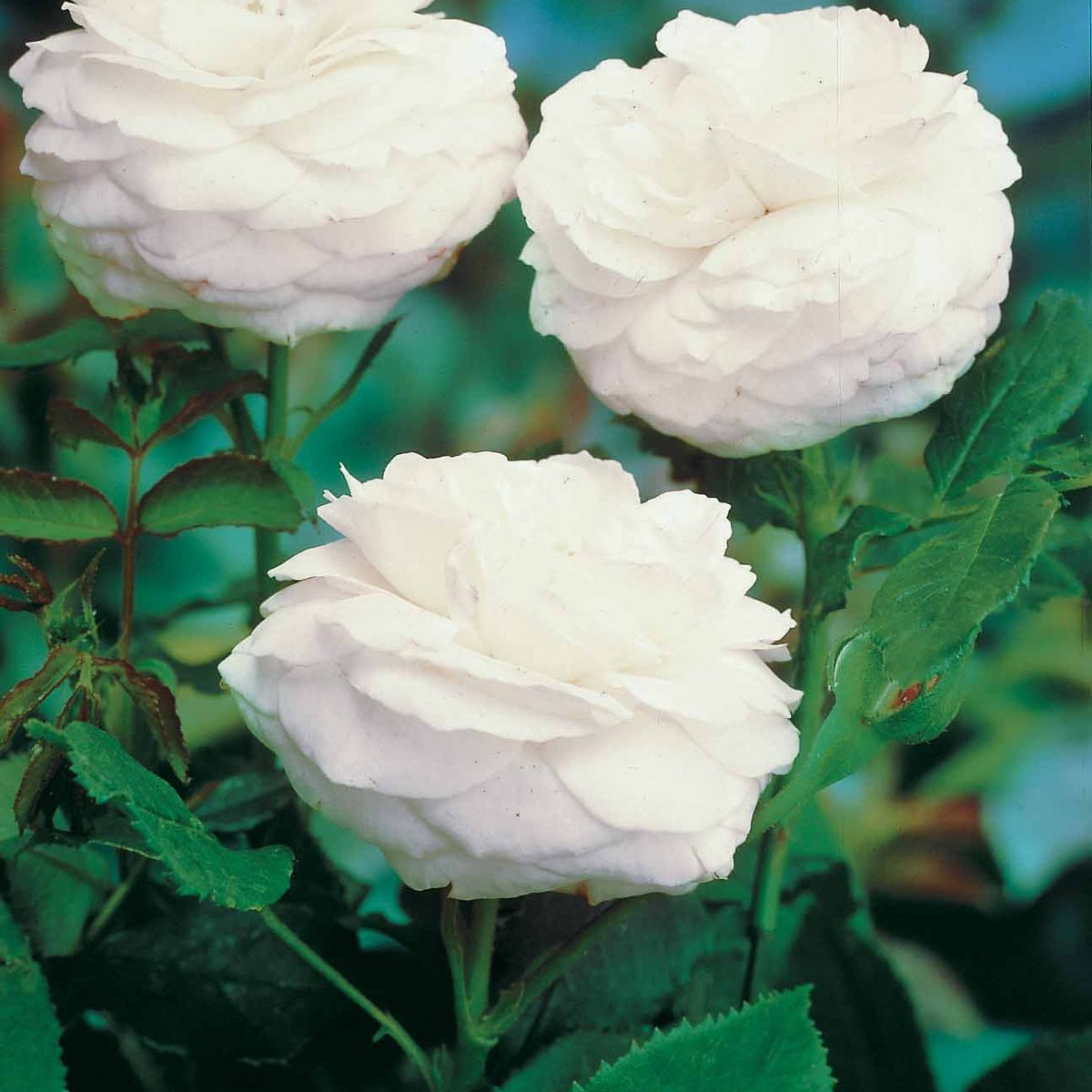 Collection de 2 Rosiers botaniques - Rosa rugosa hansa , boule de neige - Willemse