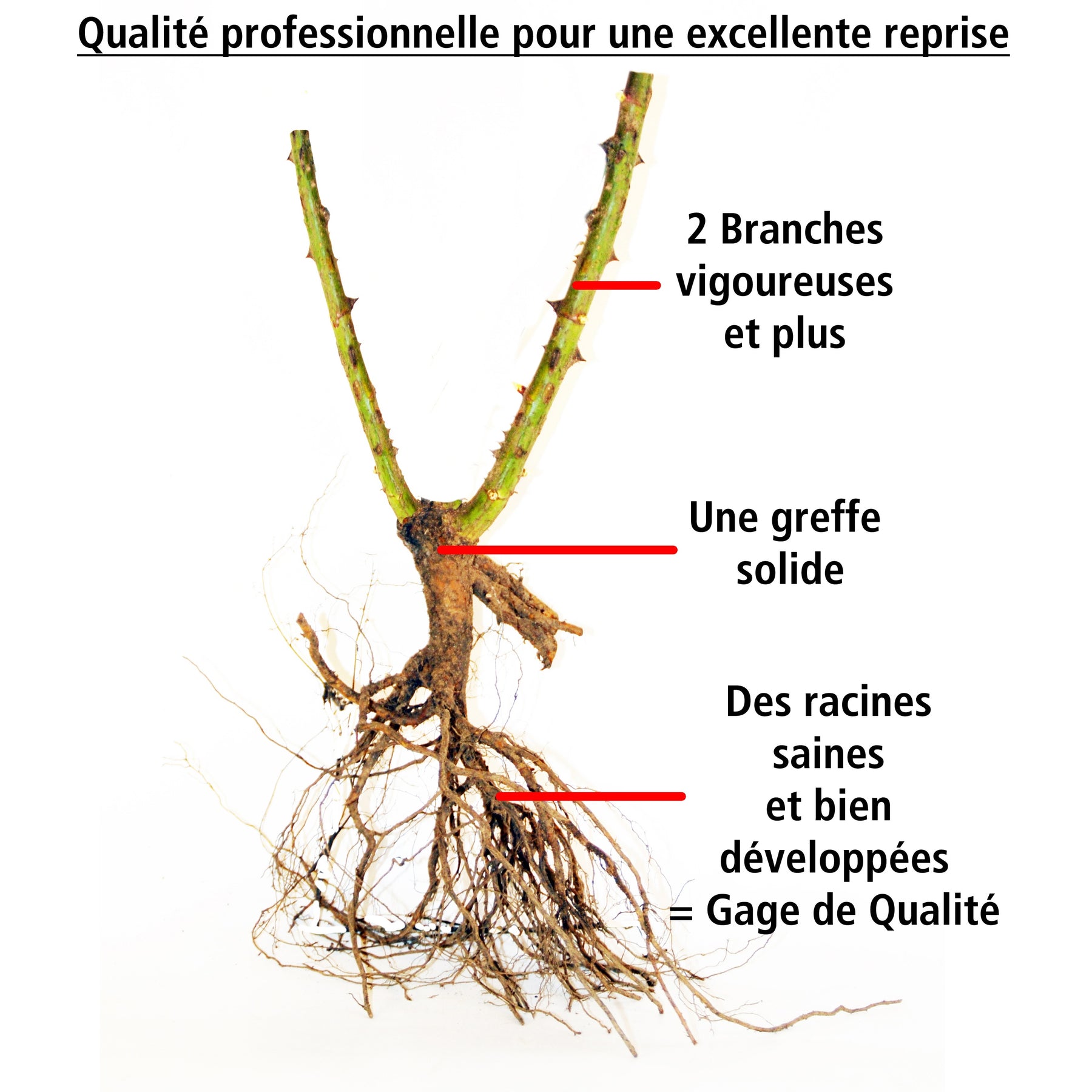 Collections de rosiers - Collection de 2 Rosiers botaniques - Rosa rugosa hansa , boule de neige