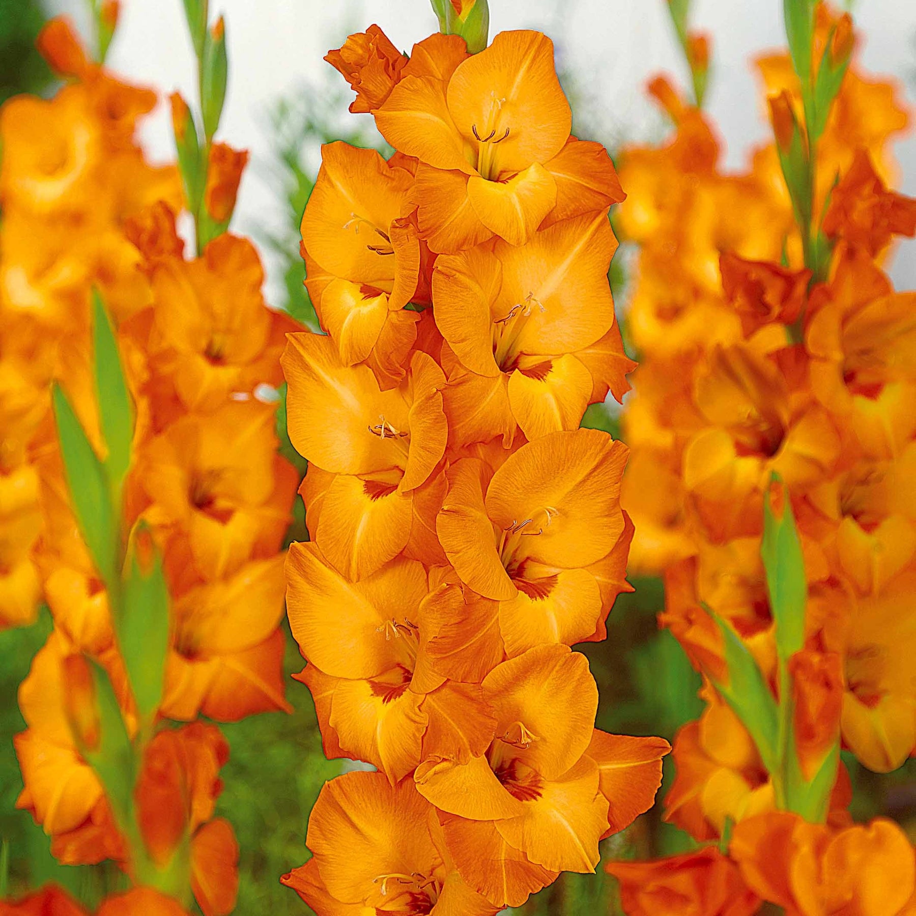 Gladiolus 'nori', 'green star', 'manteca', after s - 50 Glaïeuls pour un jardin multicolore en mélange - Glaïeul