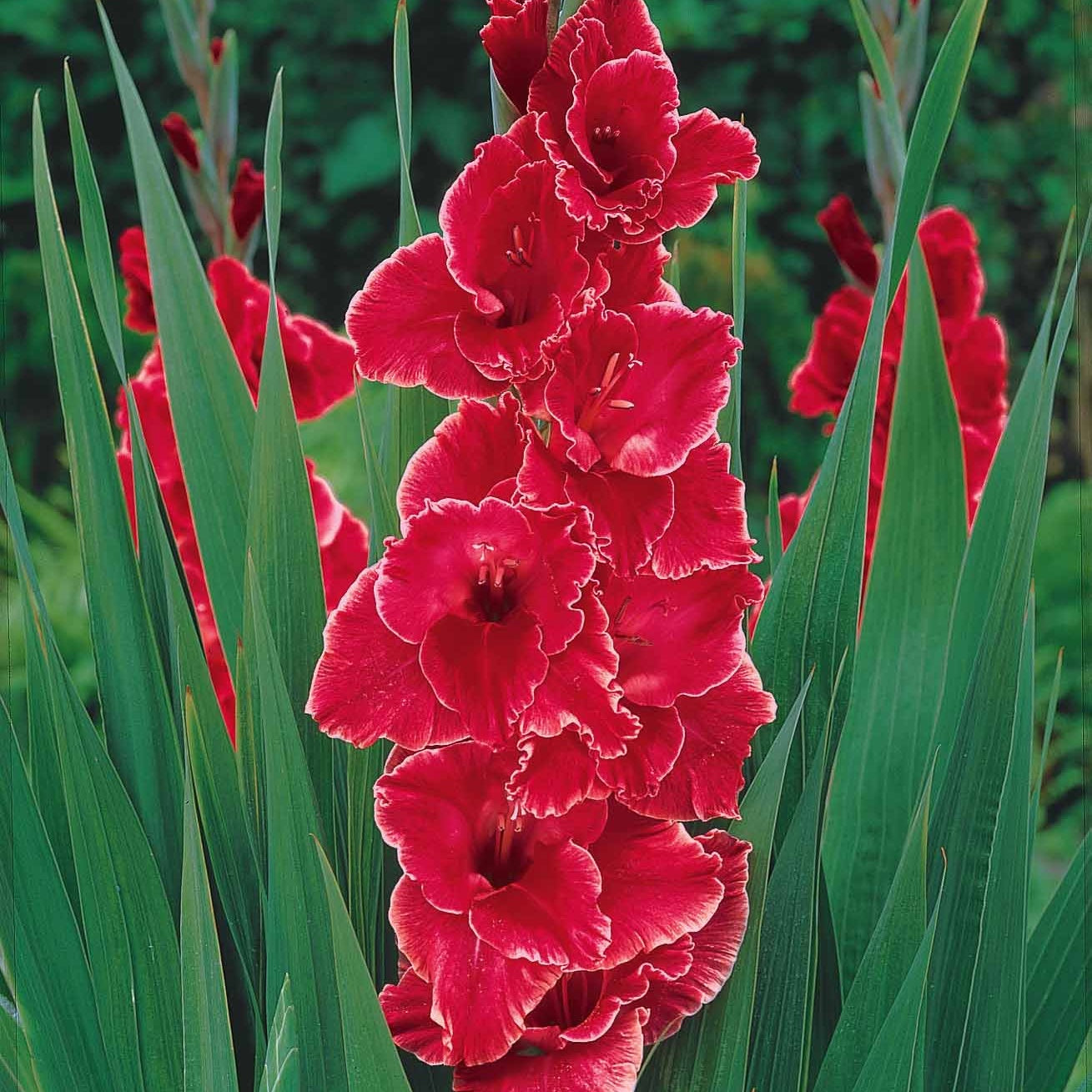 Vente 50 Glaïeuls pour un jardin multicolore en mélange