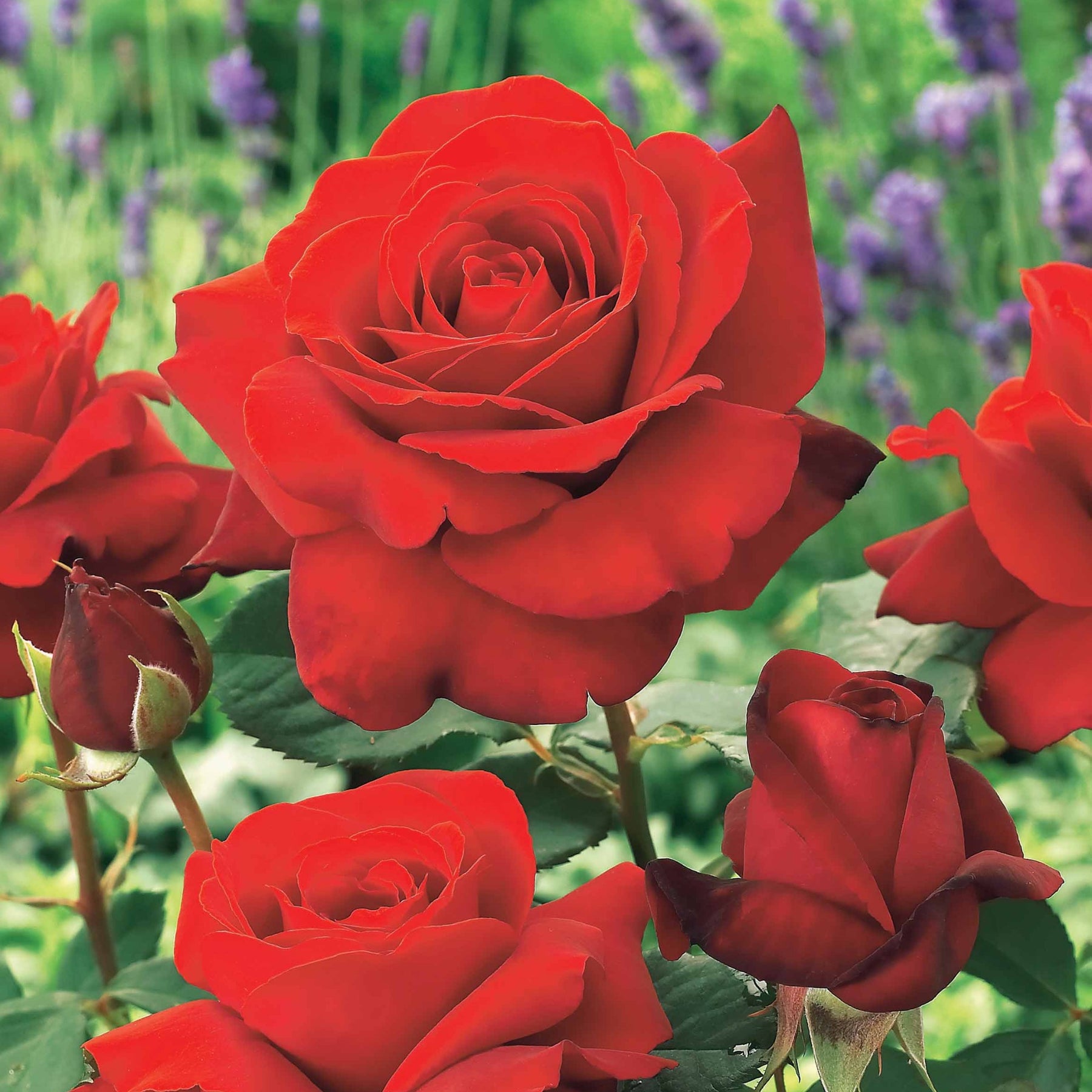 Vente Collection de 7 Rosiers buissons