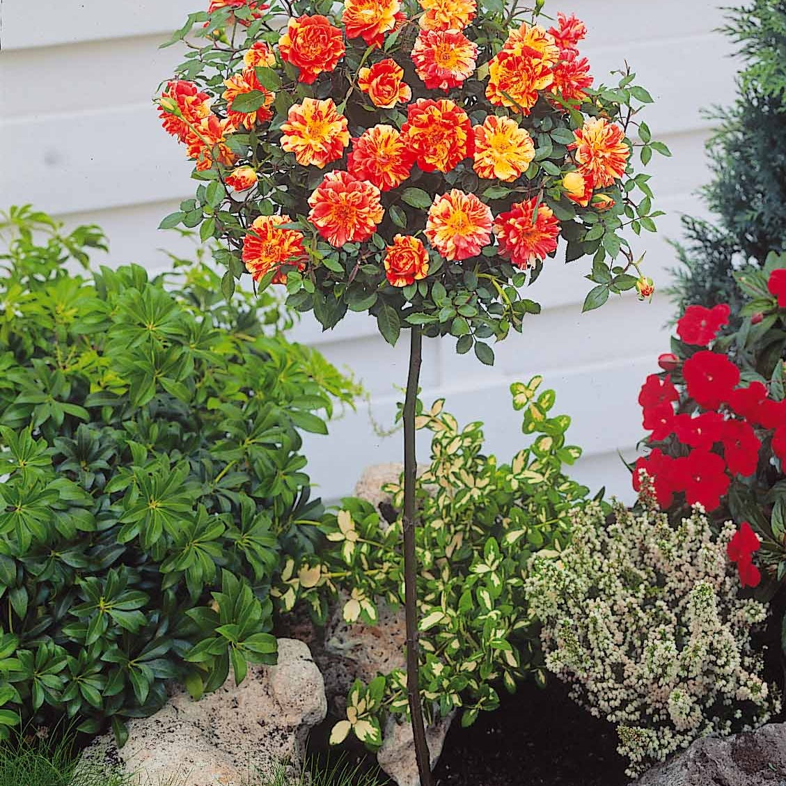 Rosa (m) armida + mousha - Collection de 2 mini-rosiers sur tiges Armida et Mousha - Rosiers sur tige